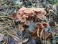 Húsbarna pénzecskegomba (Laccaria laccata), Őrség. Húsbarnás színű, benyomott közepű, erősen higrofán kalap